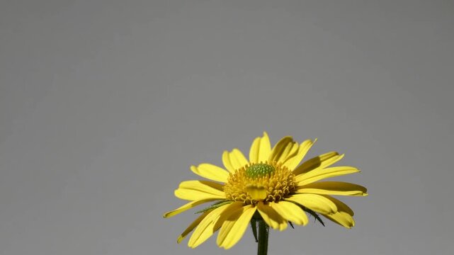 solitary golden blossom of the arnica chamissonis species isolated against plain white backdrop