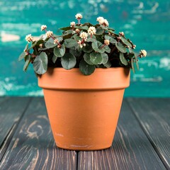 Potted plant on wooden surface