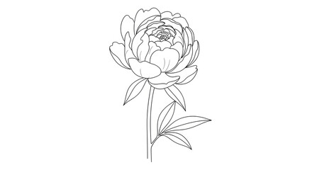 Elegant floral drawing, peony blossom with intricate petal details depiction