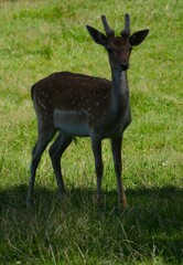 Green meadow, a young animal fallow deer, Dama Dama, runs through the open landscape. Fallow deer are active during the day and at night and prefer to live in open landscapes.
