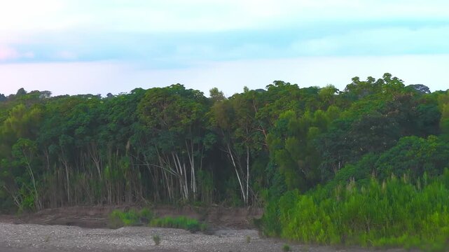 Flock of Russet-Backed Oropendolas crossing the Tambopata River and descending to land on dense riverside trees at the forest edge in the Peruvian Amazon.