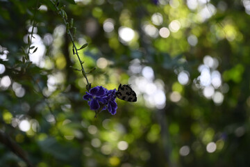 An angled Pierrot butterfly collects nectar from a cluster of purple flowers