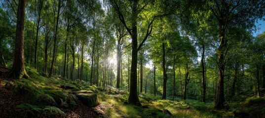 Sunlit forest path winding through moss-covered rocks and tall trees, dappled sunlight filtering through leaves