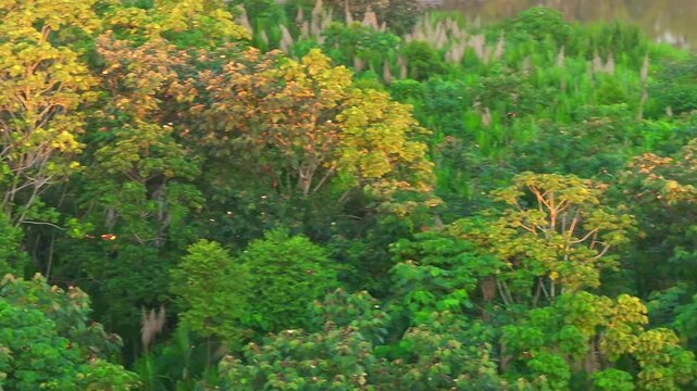 Flock of Russet-Backed Oropendolas descending to perch on low riverside trees beside the Tambopata River, illuminated by golden evening light in the Amazon rainforest.