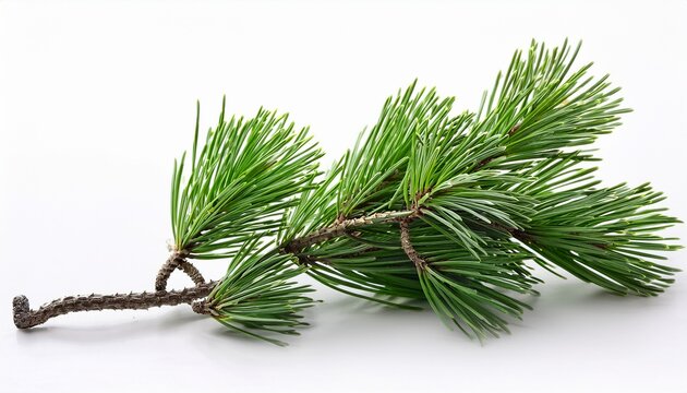 isolated swiss stone pine branch on a white background