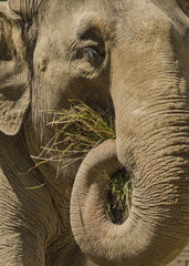An elephant's close up while eating with rolling trunk.