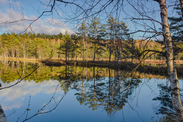 Reflected Forest Under a Clear Sky