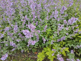 Obraz premium Summer flowers. Nepeta cataria. Garden plants.