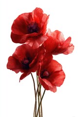 Four vibrant red poppies, stems clustered, against a stark white background, showcasing delicate petals and dark centers