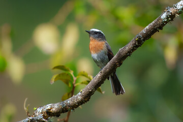 Rufous-breasted Chat-Tyrant Ochthoeca rufipectoralis, Small flycatcher found in the upper subtropical and temperate zones of the Andes from Venezuela to Bolivia