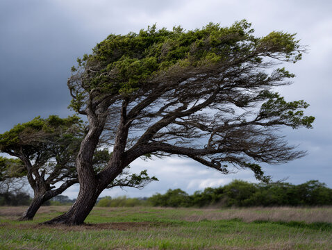 Resilience and adaptability: trees bending in the wind.