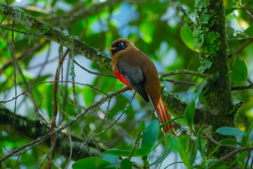 Female of masked trogon (Trogon personatus). Average red-bellied trogon of subtropical forests. Male is iridescent green on breast, head, and back; female is brown. Peru, Manu.