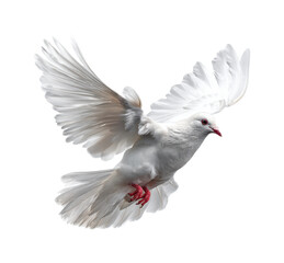Obraz premium Dove in flight natural habitat wildlife bright environment view isolated on transparent background, png