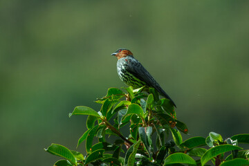 Chestnut-crested Cotinga Ampelion rufaxilla, Striking and scarce, this cotinga is found atop the canopy in the subtropical and temperate zone in the Andes. 