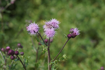 Red-purple flowers of creeping thistle (Cirsium arvense), family Asteraceae. Summer, August, Netherlands	