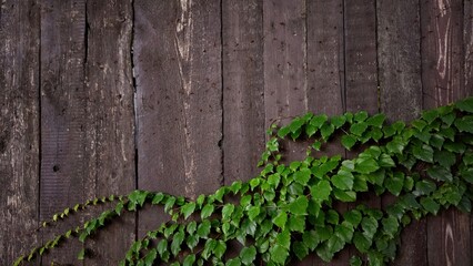 Green ivy frame on rustic wooden fence