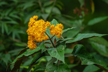 Liabum floribundum is a plant from the daisy family (Asteraceae) native to Central and South America.