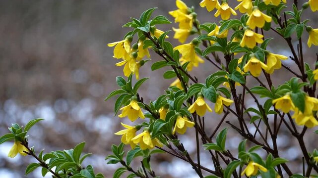Winter jasmine plant which is deciduous shrub producing yellow blossoms in the initial spring period