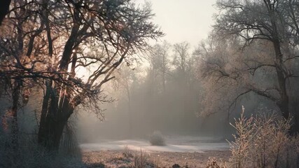 Frosty forest landscape with mist and sunlight in winter   - Powered by Adobe