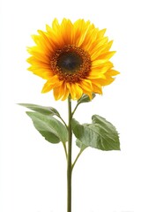 Naklejka premium Single sunflower against white (1)