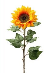 Bright orange sunflower with green leaves on white background