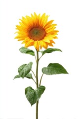 Single sunflower against white (2)