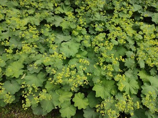Naklejka premium Summer flowers. Alchemilla vulgaris. Garden plants.
