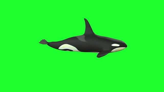 killer whale Idle