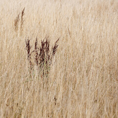 Dry grassland meadow background