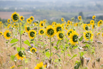 Field of sunflowers in summer