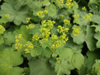 Summer flowers. Alchemilla vulgaris. Garden plants.
