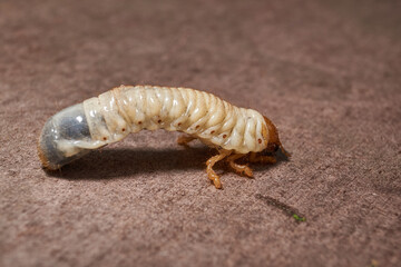 Close-up of the larva of the May beetle (lat. Melolontha). A white, thick larva of a May beetle was found in the ground during work on a garden plot. Detailed image of an insect in the larval stage.