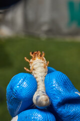 Close-up of the larva of the May beetle (lat. Melolontha). A white, thick larva of a May beetle was found in the ground during work on a garden plot. Detailed image of an insect in the larval stage.