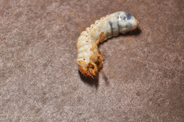 Close-up of the larva of the May beetle (lat. Melolontha). A white, thick larva of a May beetle was found in the ground during work on a garden plot. Detailed image of an insect in the larval stage.
