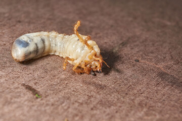 Close-up of the larva of the May beetle (lat. Melolontha). A white, thick larva of a May beetle was found in the ground during work on a garden plot. Detailed image of an insect in the larval stage.