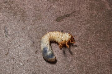 Close-up of the larva of the May beetle (lat. Melolontha). A white, thick larva of a May beetle was found in the ground during work on a garden plot. Detailed image of an insect in the larval stage.