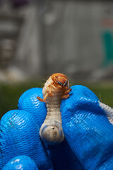 Close-up of the larva of the May beetle (lat. Melolontha). A white, thick larva of a May beetle was found in the ground during work on a garden plot. Detailed image of an insect in the larval stage.