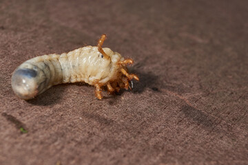 Close-up of the larva of the May beetle (lat. Melolontha). A white, thick larva of a May beetle was found in the ground during work on a garden plot. Detailed image of an insect in the larval stage.