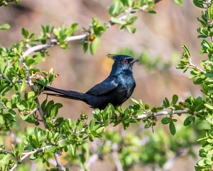 phainopepla on a branch