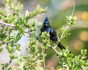 Phainopepla on a branch