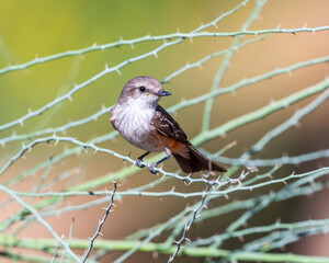 Warbler on a branch