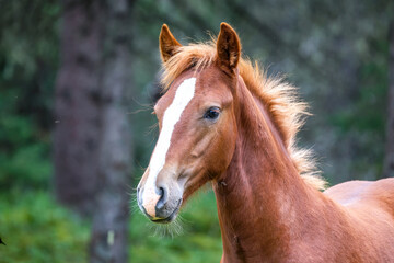 Obraz premium Beautiful young Wild horse in Alberta, Canada