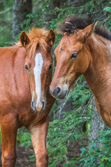 Fototapeta premium Close up photo of two young Wild horses in Alberta, Canada