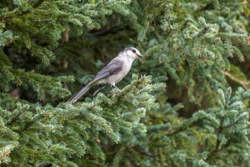 A Canada jay perched on a pine tree