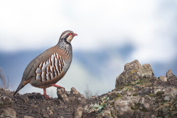 road, woman, people, bike, dog, couple, grass, farm, family, exercise, active, autumn, outdoors, travel, walking, park, cow, animal, path, field, street, trees, photography
