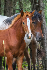 Obraz premium Beautiful Wild horse in Alberta, Canada