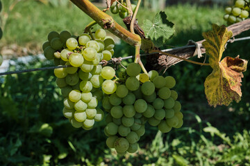 Fototapeta premium Close-up of ripe green grape clusters growing in vineyard during farm harvest season