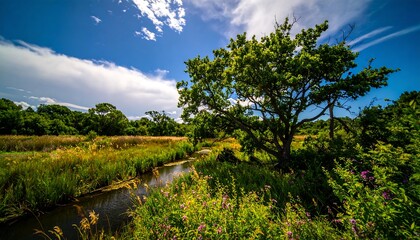 Fototapeta premium Sunny meadow with a flowing stream