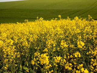 Springtime Blooms of Golden Canola Flowers Grace a Sunny Rural Landscape Under a Bright Blue Sky