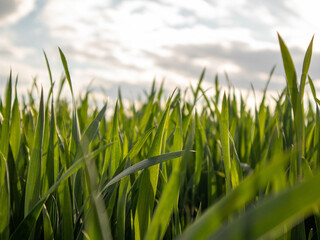 Obraz premium Swaying Green Grass Dances Gently Under a Partly Cloudy Sky on a Serene Afternoon in the Countryside